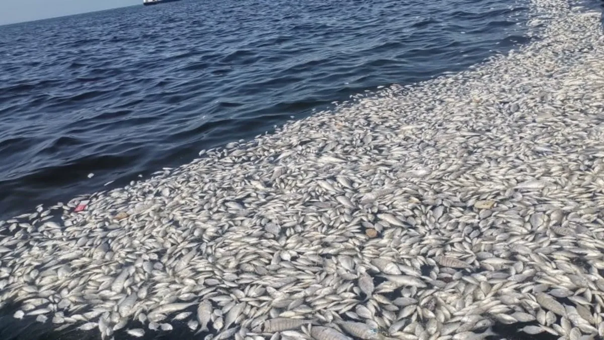 İzmir Körfezi için önemli adım! Balık ölümleri ve kirlilik şoke etmişti