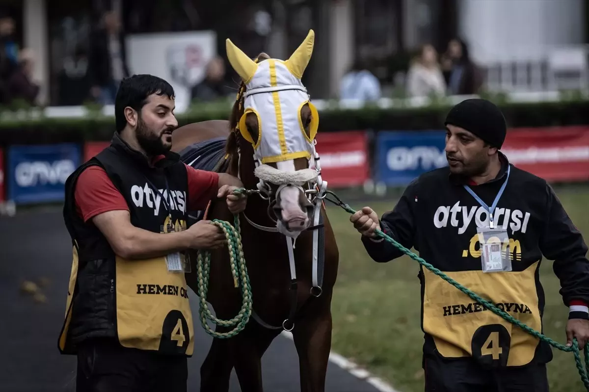 Arap Atları Türkiye’de Koşuyor